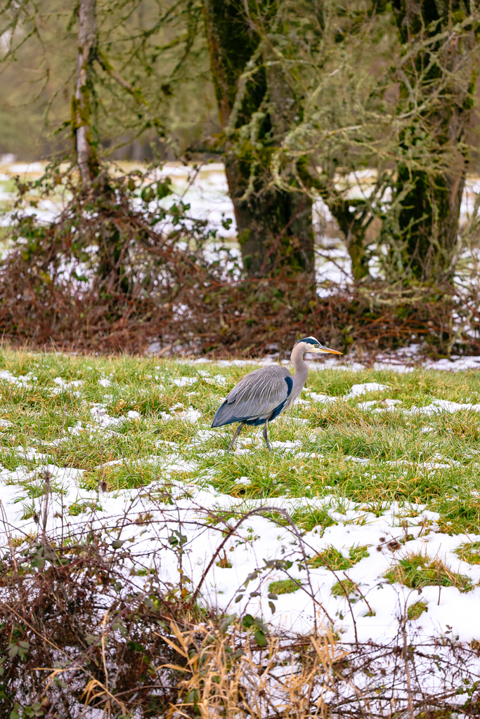 A great blue heron standing in a field of green grass at the Ridgefield National Wildlife Refuge near Vancouver, Washington.