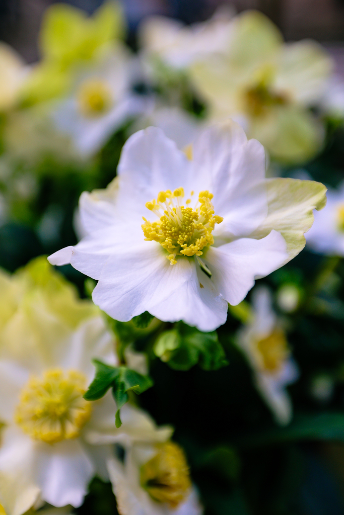 Hellebore flower in winter in Amsterdam
