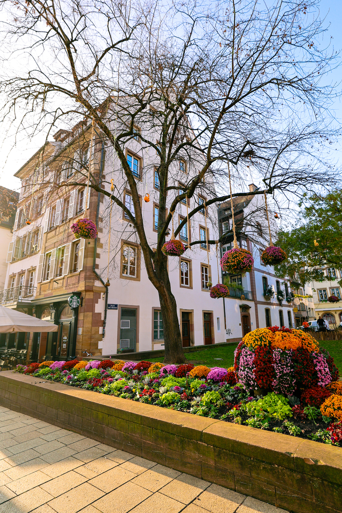 Colorful flower displays in a square in Strasbourg, France at Christmas