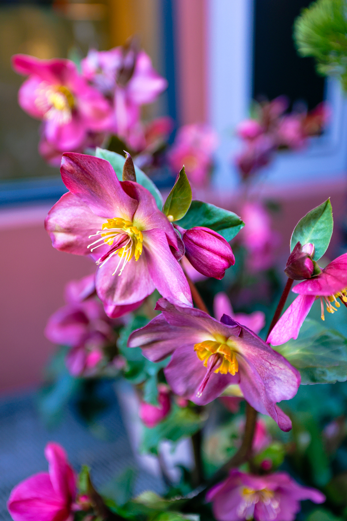 Flowers at the festive Christmas markets in basel, switzerland