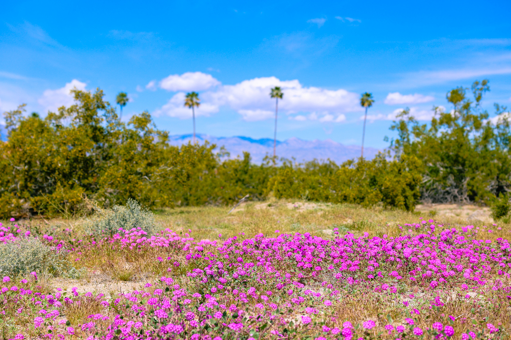 Palm springs, California in the spring, featuring mountains, wildflowers, and palm trees.