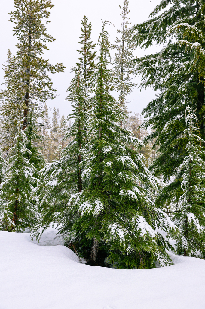 Bend OR trees in the snow