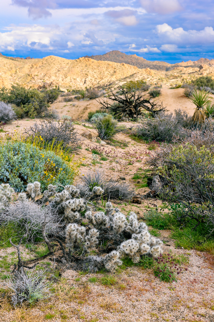 The trail to the lost palm oasis in joshua tree