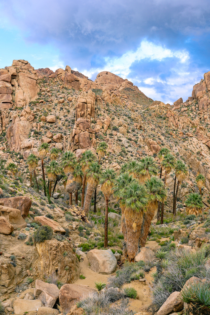 the palms of the lost palm oasis in joshua tree national park