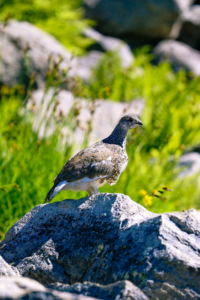 A ptarmigan on the ptarmigan ridge trail in Washington near mount baker