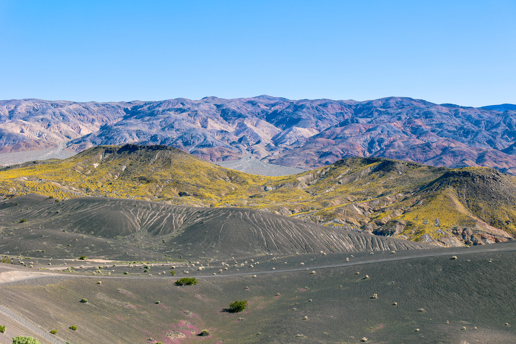 Wildflowers near Ubehebe Crater in Death Valley National Park. This is a lesser visited location in the national park.