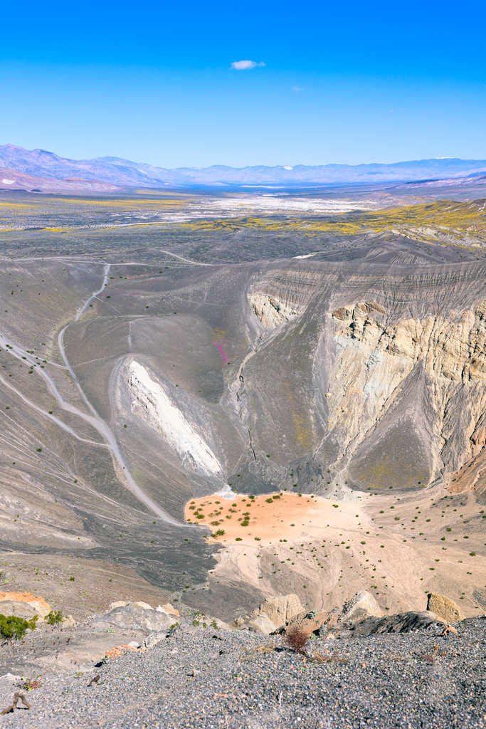 Wildflowers around Ubehebe crater in death valley 