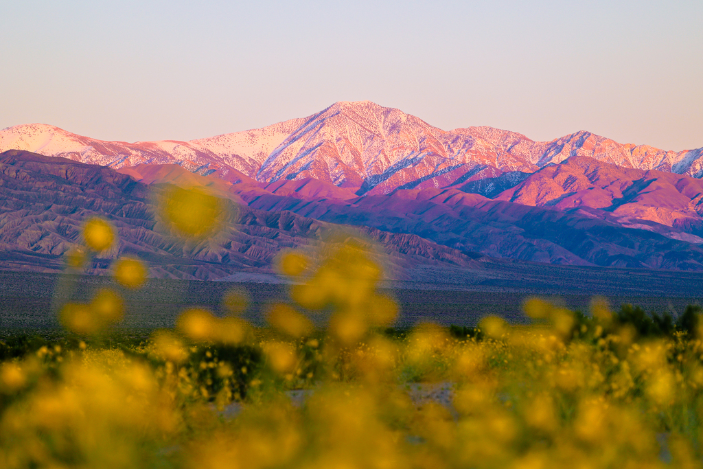 Wildflower superbloom in death valley national park at sunset with mountains in the background