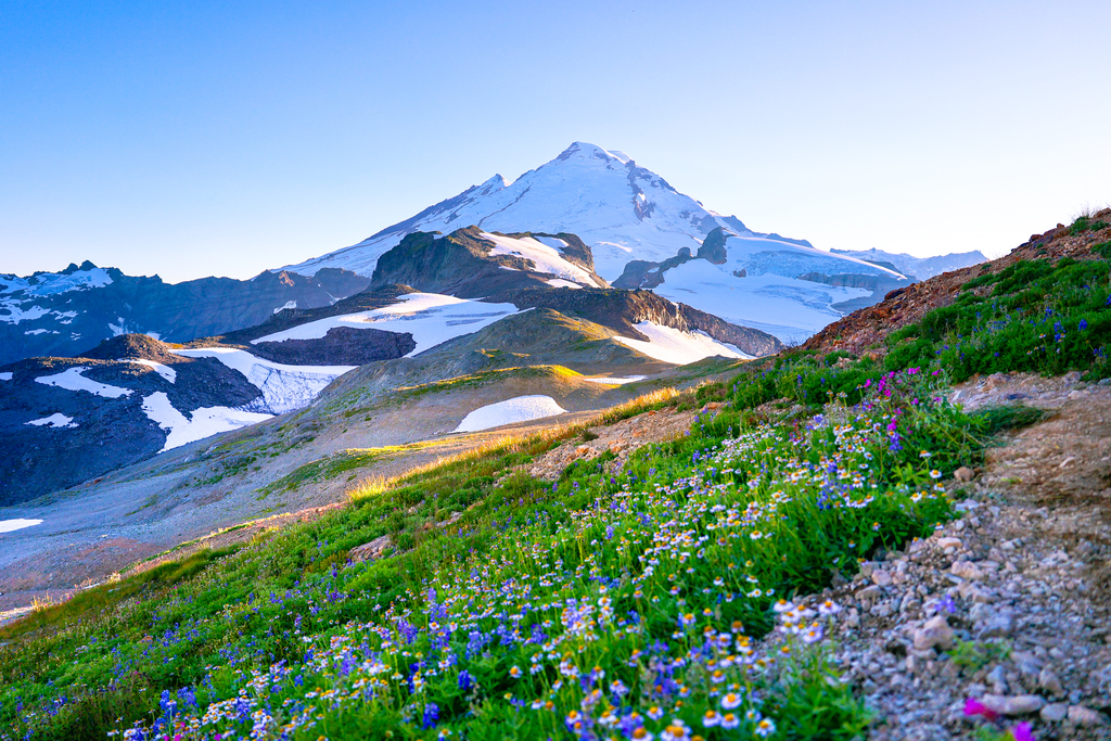Mount baker in summer at sunset surrounded by wildflower meadow along the Ptarmigan ridge trail