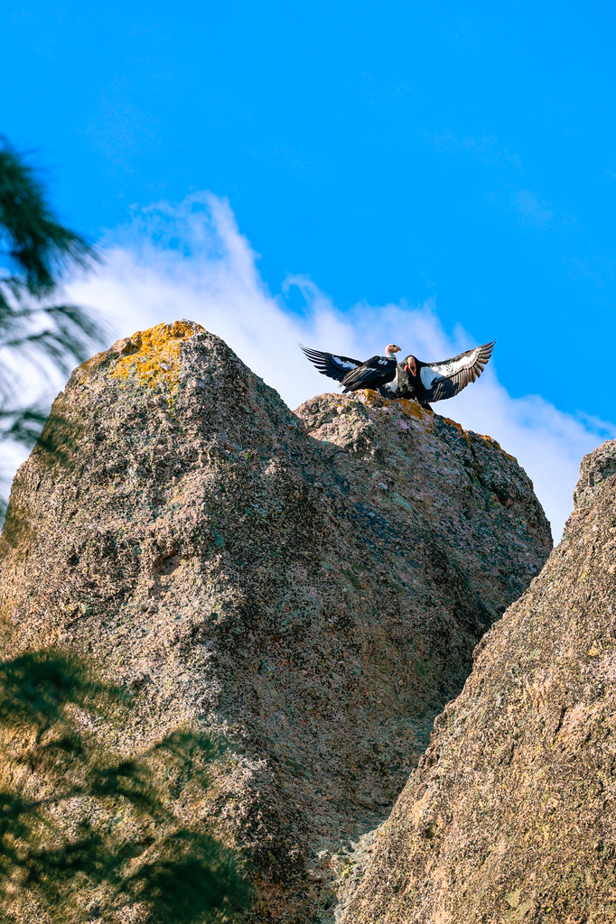 Condor mating pair along the Condor Gulch and High Peaks Trail Loop in pinnacles national park