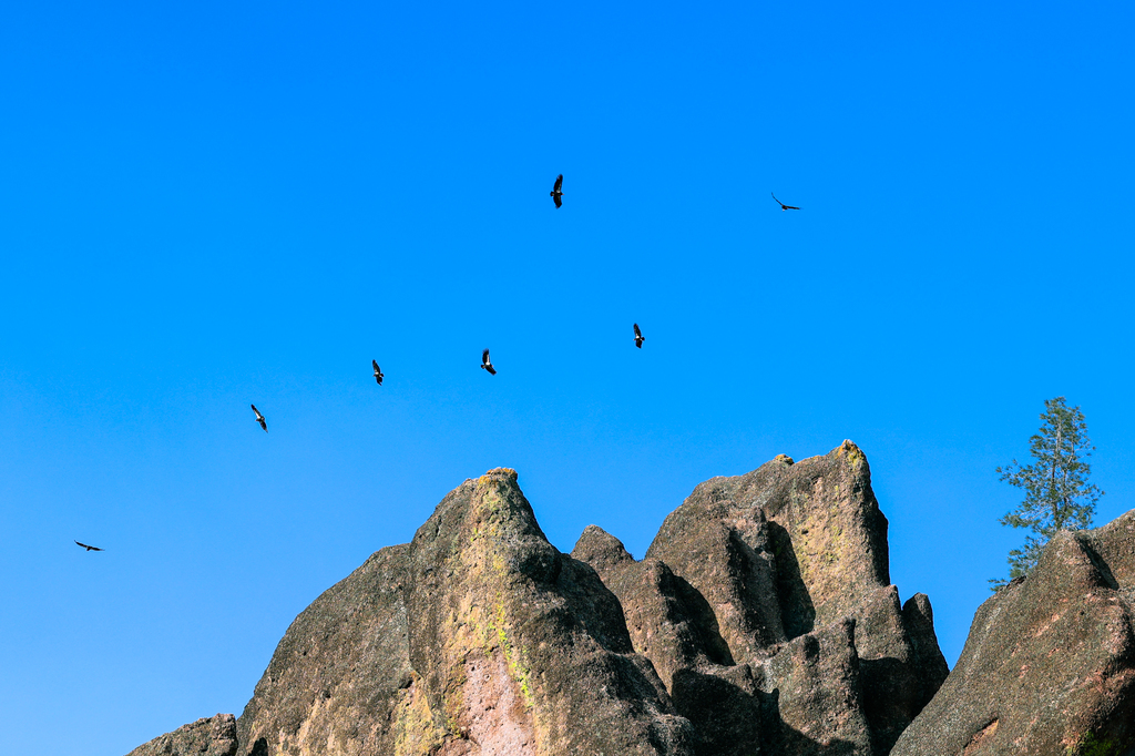 Condors soaring above the rocks at Pinnacles National Park
