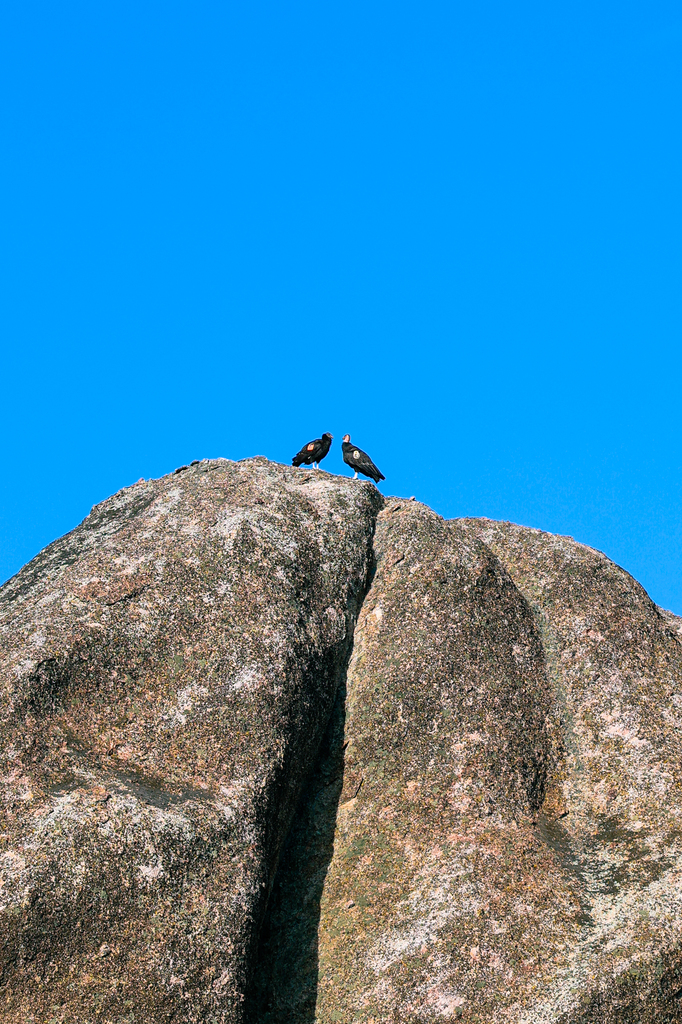 Condors along the Hiking the Condor Gulch and High Peaks Trail Loop in pinnacles national park