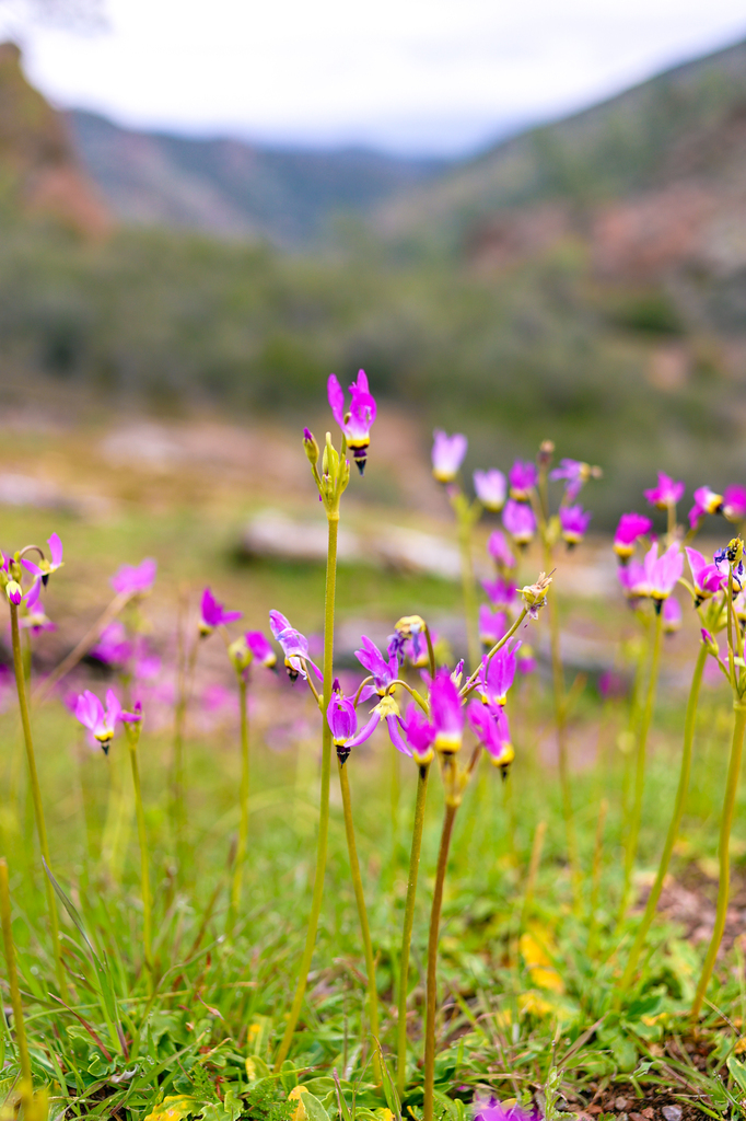 Spring wildflowers along the Bear Gulch Reservoir and Caves via Moses Spring Trail in Pinnacles National Park
