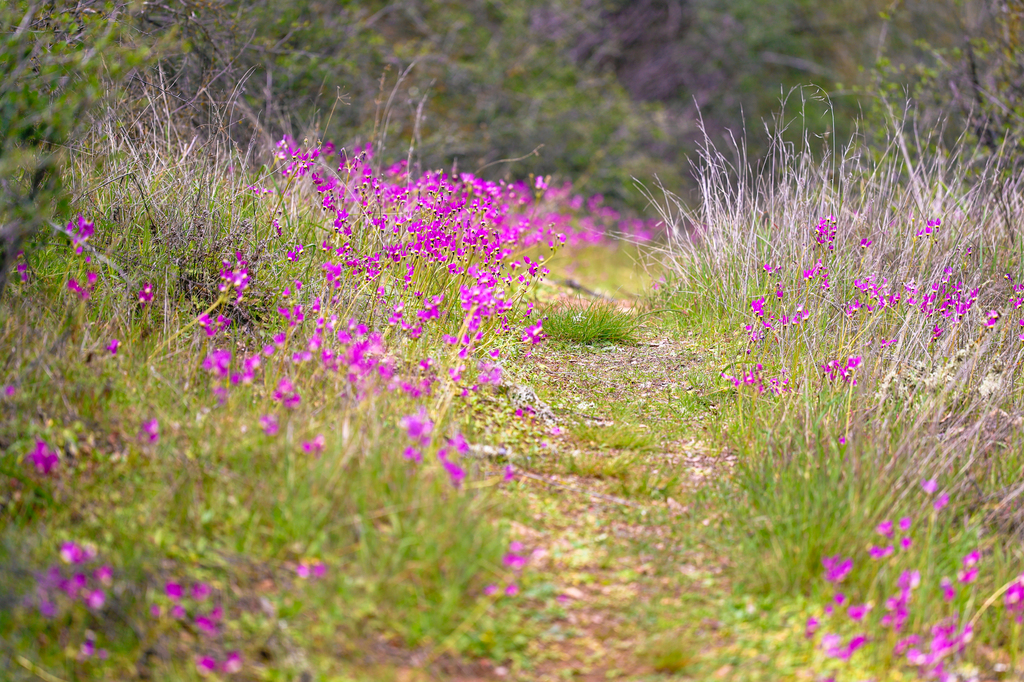 Spring wildflowers in Pinnacles National Park