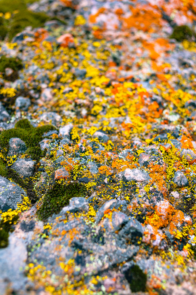 Moss and lichen in pinnacles national park
