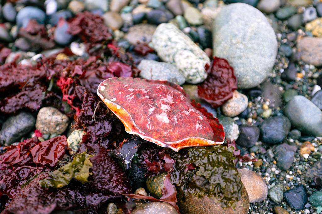 Exploring the coast of Whidbey Island