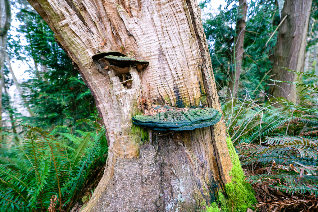 Fungi along the Dorothy Cleveland trail on Whidbey Island