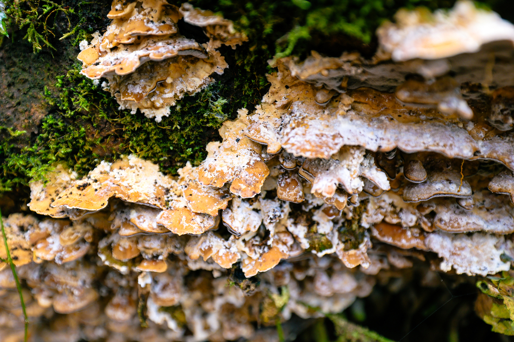 Fungi and mushrooms along the Dorothy Cleveland trail on Whidbey Island