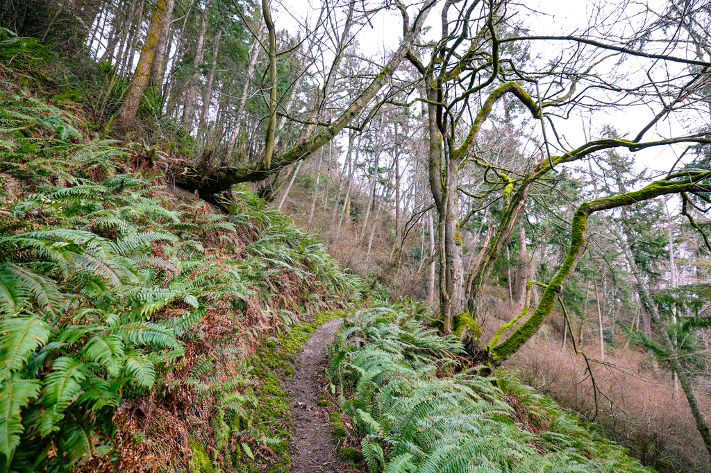 Dorothy Cleveland trail on Whidbey Island