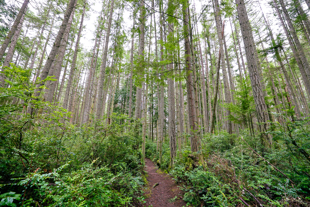 Trustland Trails Multi-use Trail Loop trial is one of the best hikes on Whidbey Island