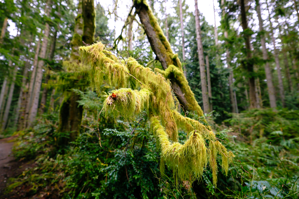 Trustland Trails Multi-use Trail Loop trial is one of the best hikes on Whidbey Island