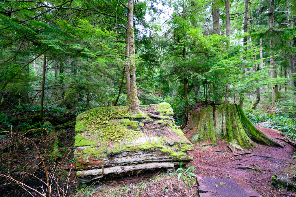 South Whidbey Island State Park Wilburt Trail nurse log