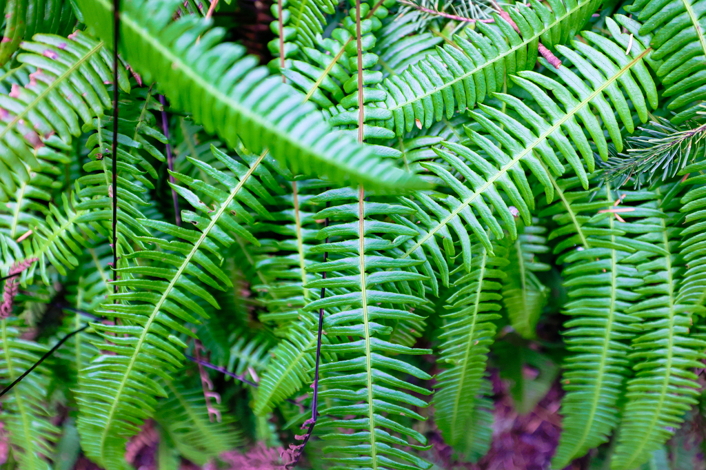 South Whidbey Island State Park Wilburt Trail