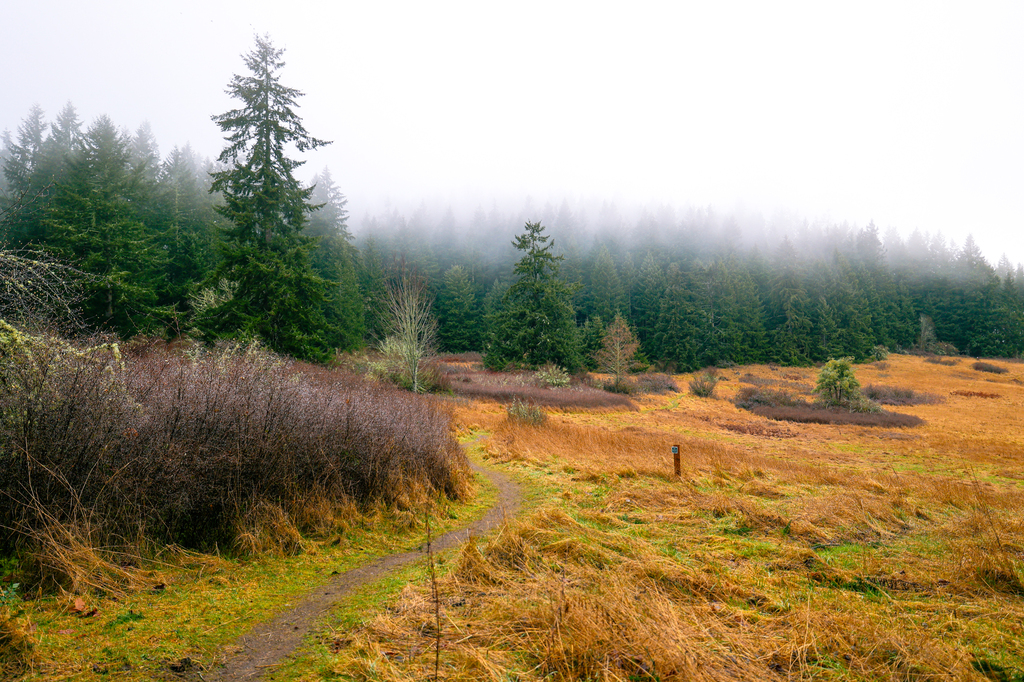 Hiking in the rain at Strawberry Point Preserve on Whidbey Island