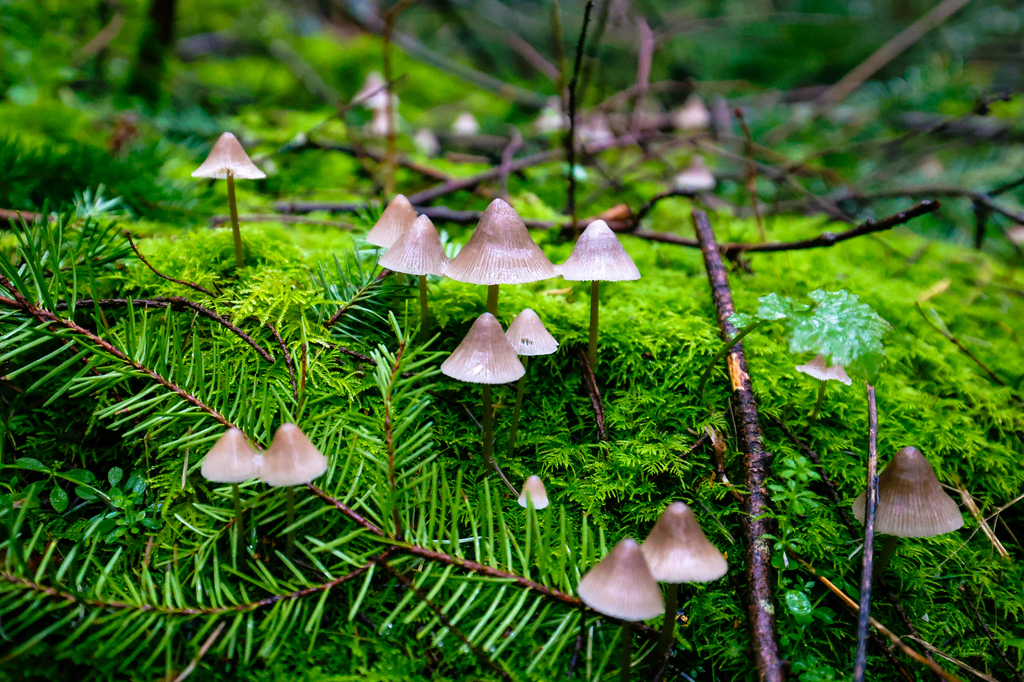 Hiking in the rain at Strawberry Point Preserve on Whidbey Island