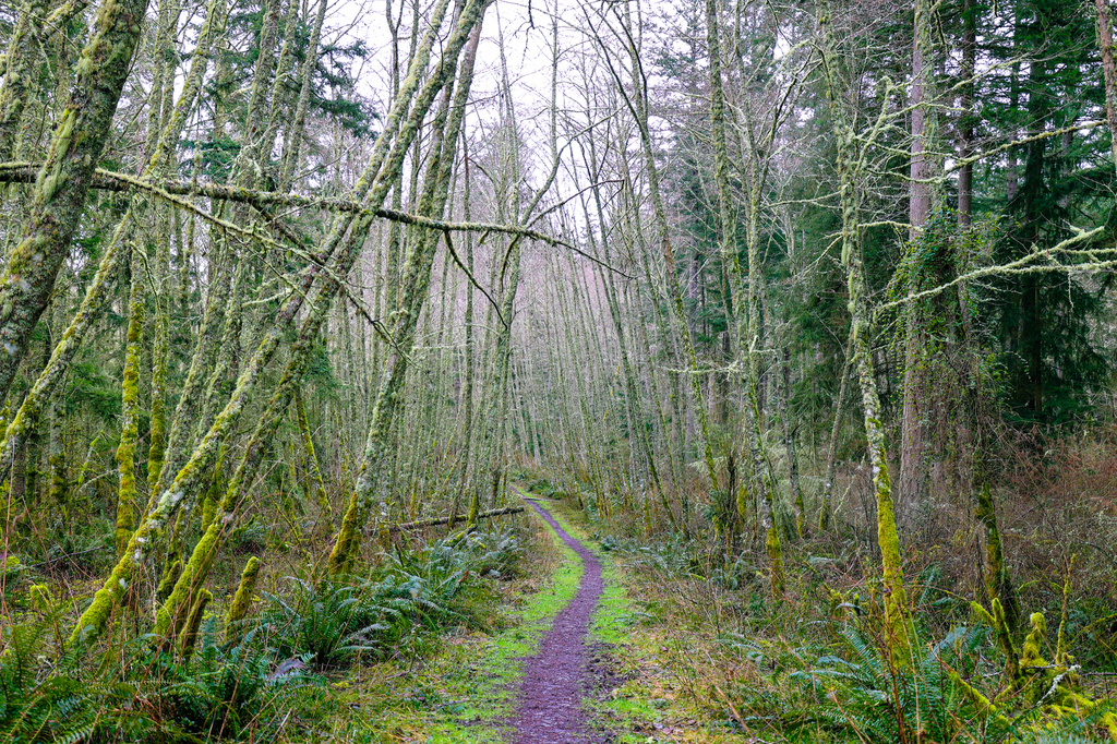 Dugualla State Park hiking trails on Whidbey Island