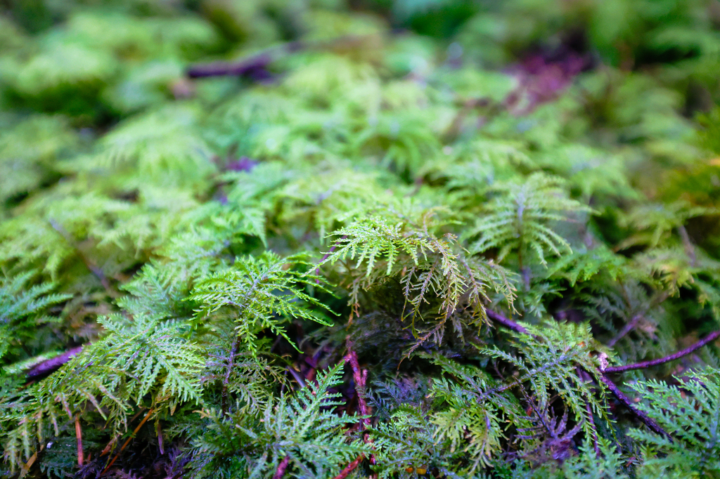 Dugualla State Park hiking trails on Whidbey Island