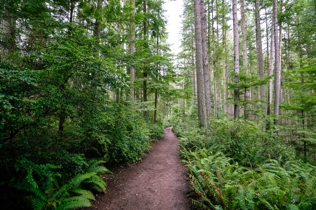 Lush forest hiking trails on whidbey island washington