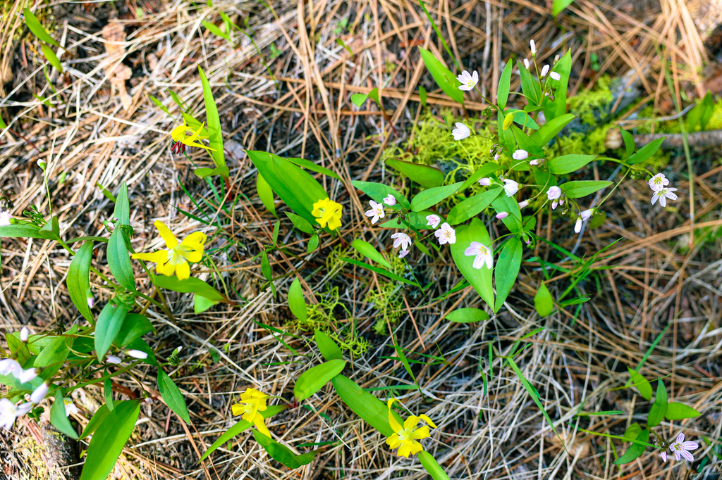 Wildflowers in Leavenworth washington
