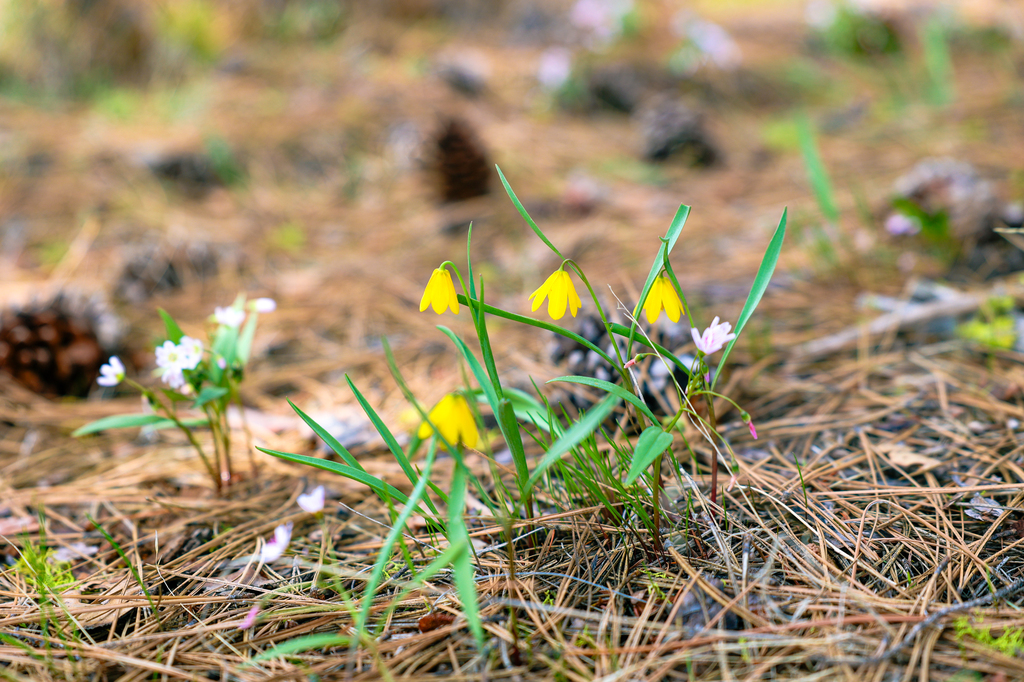 Hiking Sauer's Mountain in Leavenworth in spring with wildflowers in central washington