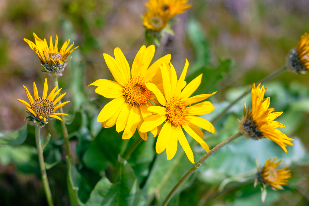Hiking Sauer's Mountain in Leavenworth in spring with wildflowers in central washington