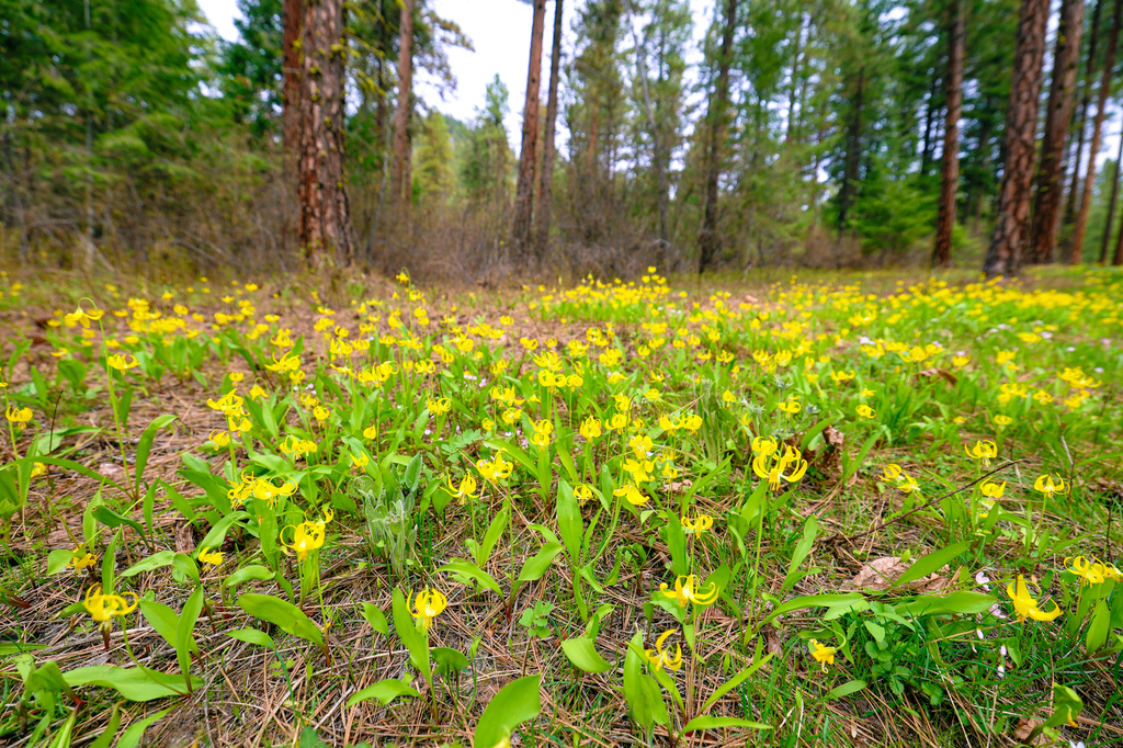 Hike or Mountain Bike at the Leavenworth Ski Hill spring wildflowers