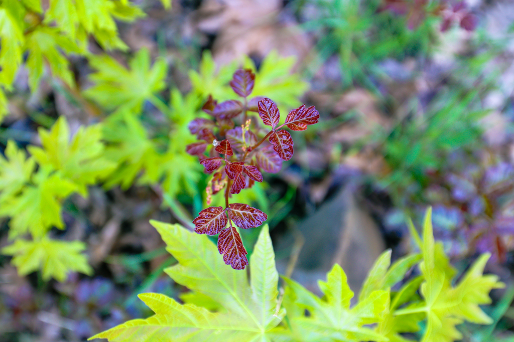 Poison oak in washington state on a hike
