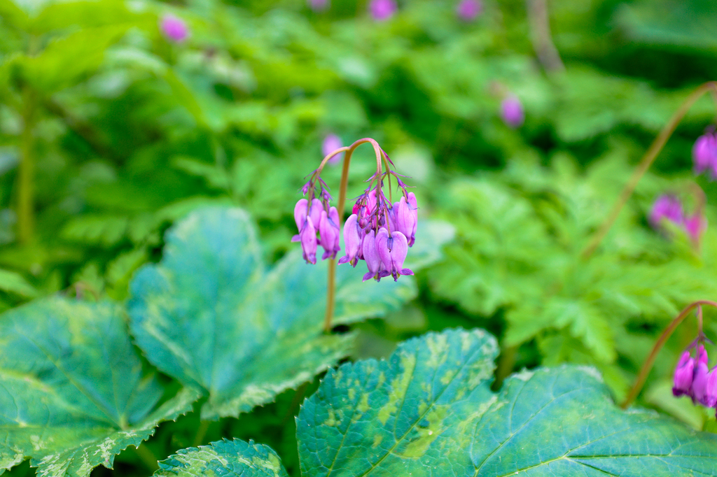 Bleeding heart along the Cape Horn Trail in washington state in spring