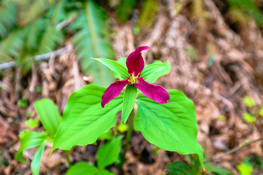 Trillium along the Cape Horn Trail in washington state in spring