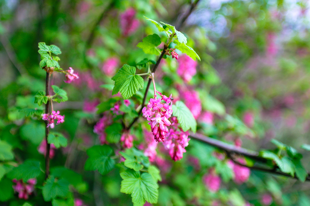 Flowering red currant along the Cape Horn Trail in washington state in spring