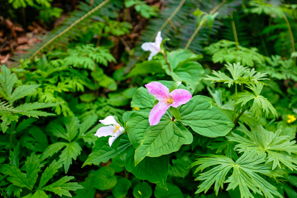 Trillium along the Cape Horn Trail in washington state in spring pacific northwest