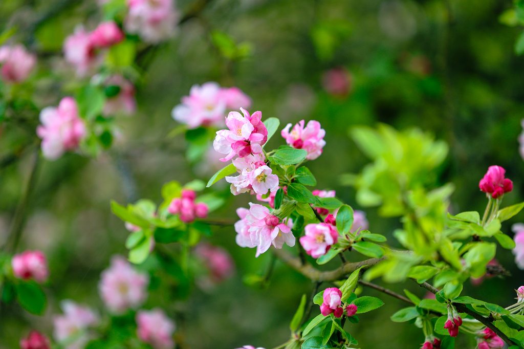 Spring flower blooms at ridgefield wildlife refuge in clark county washington near vancouver washington