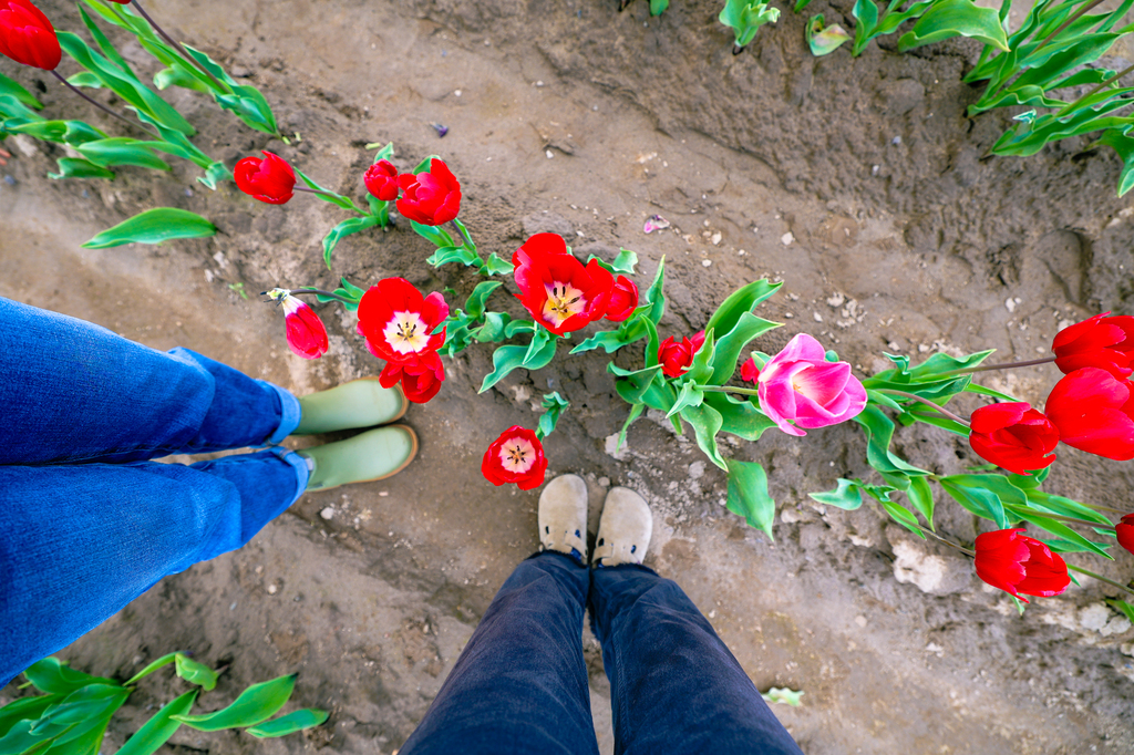Holland America bulb farm in woodland Washington you-pick tulips