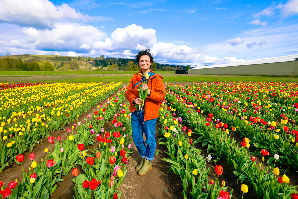 Picking flowers at the Holland america bulb farm in woodland Washington you-pick tulips
