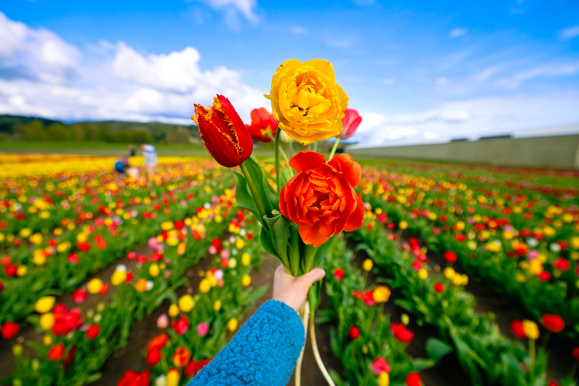 Holland america bulb farm in woodland washington you-pick tulips
