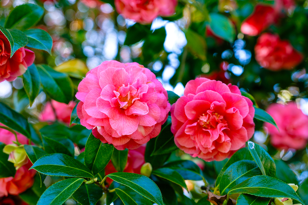 Fort Vancouver National Historic Site spring flowers