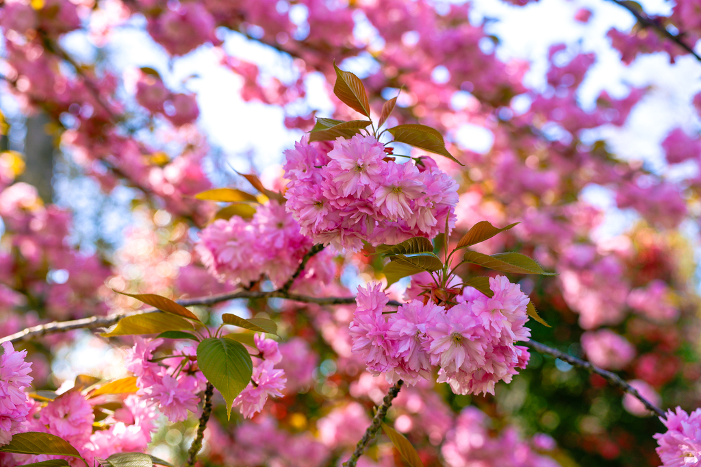 Fort Vancouver National Historic Site spring flowers