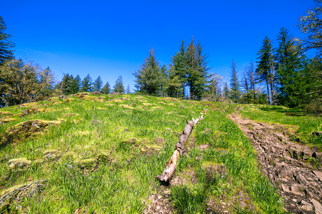 Camas lily fields in washington in spring