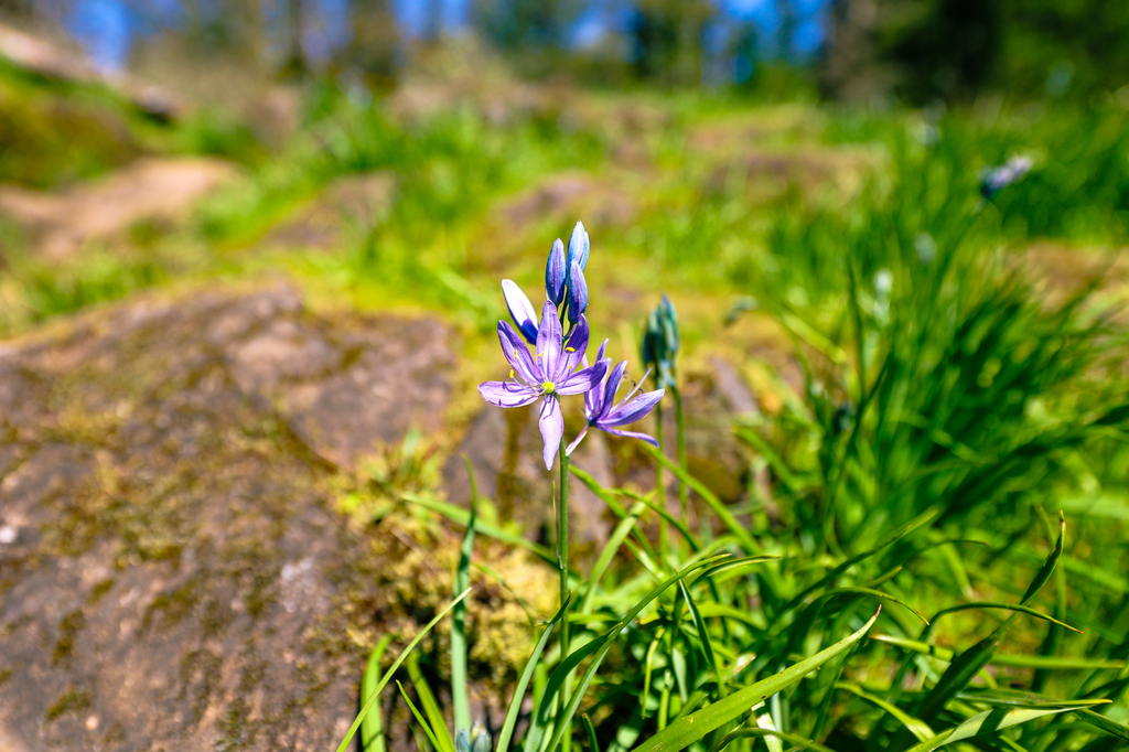 Camas lily fields in washington