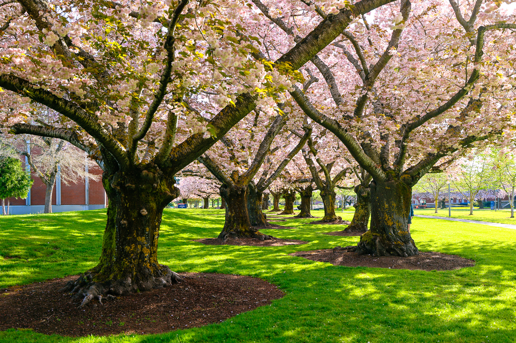 Clark college cherry blossoms vancouver washington